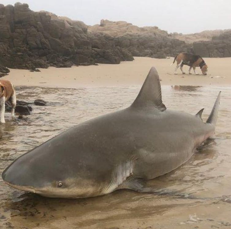 A large dead bull shark lying on a beach in South Africa, with two pet dogs nearby