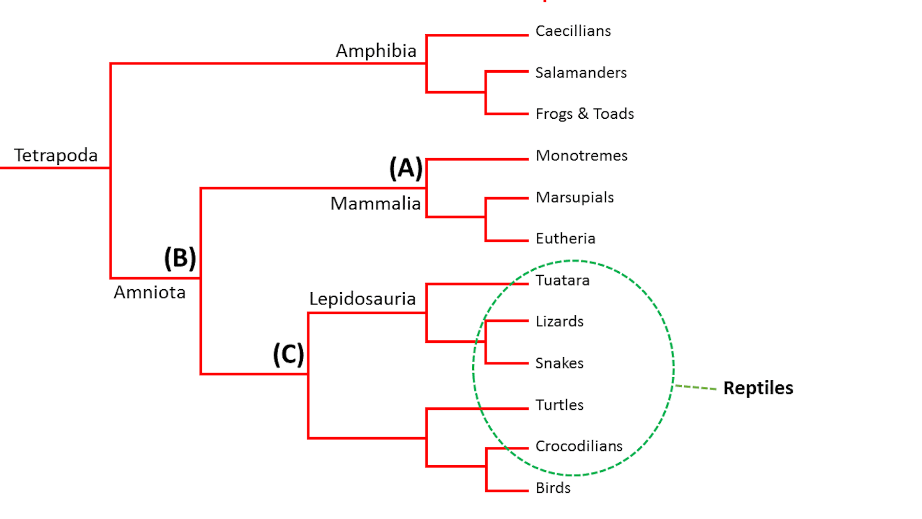 There's no such thing as reptiles any more – and here's why