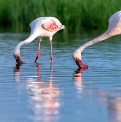 Two flamingos feeding