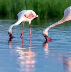 Two flamingos feeding