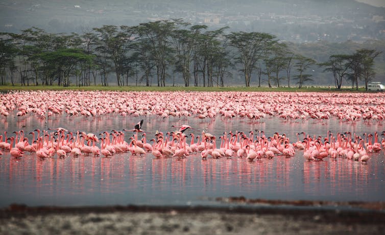 flamingos in lake