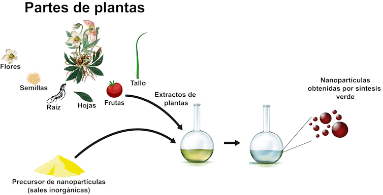 Biosynthesis and nanoparticles to battle precision towards micro organism and illnesses 1 file 20240415 16 74v6ly.png?ixlib=rb 4.1
