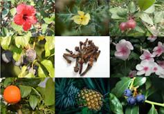 Los compuestos que presentan estas plantas o frutos permiten una excelente síntesis de nanopartículas