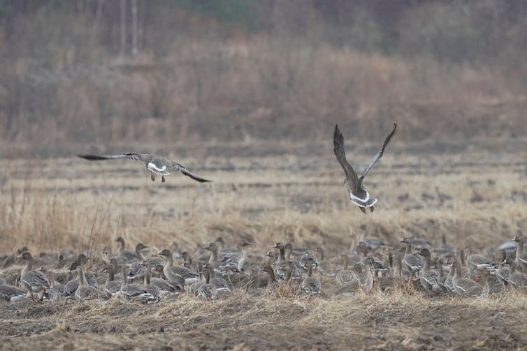 Geese in a stubbly field post-harvest.