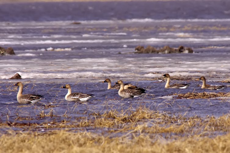 Six geese in shallow water.