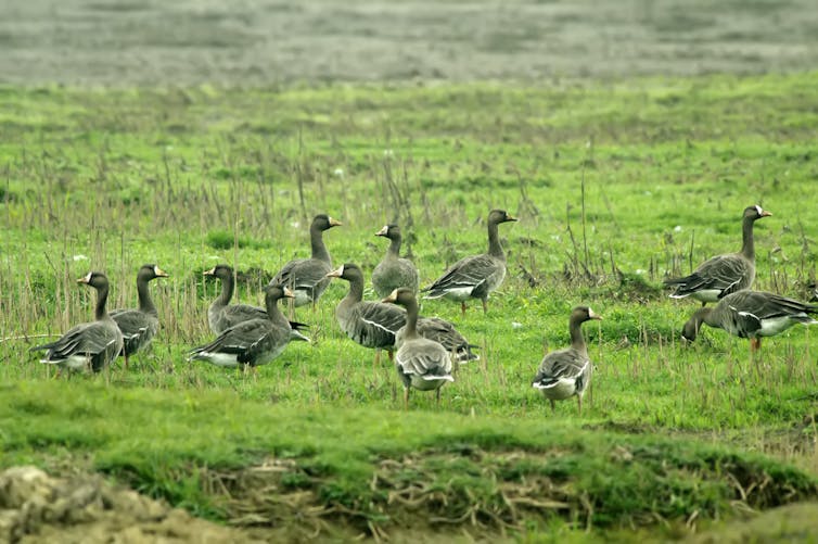 A gaggle of geese surrounded by bright green grass.