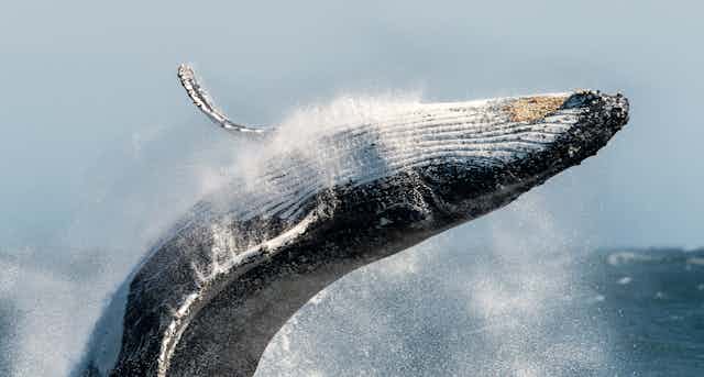 A humpback whale breaching. 