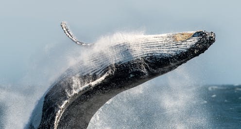 Do whales sneeze? The Conversation’s Curious Kids podcast