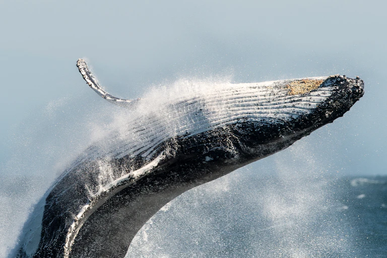 A humpback whale breaching.