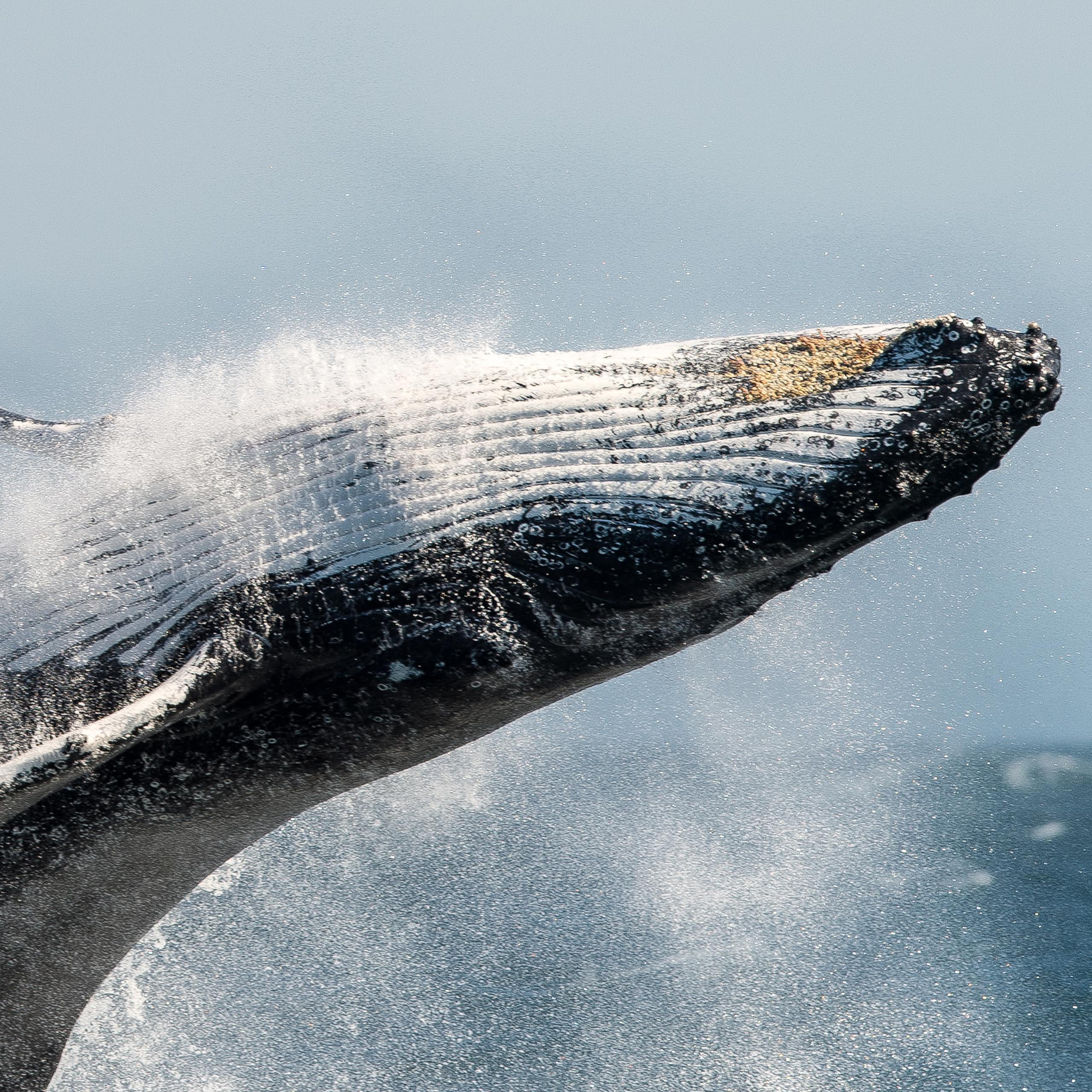A humpback whale breaching.