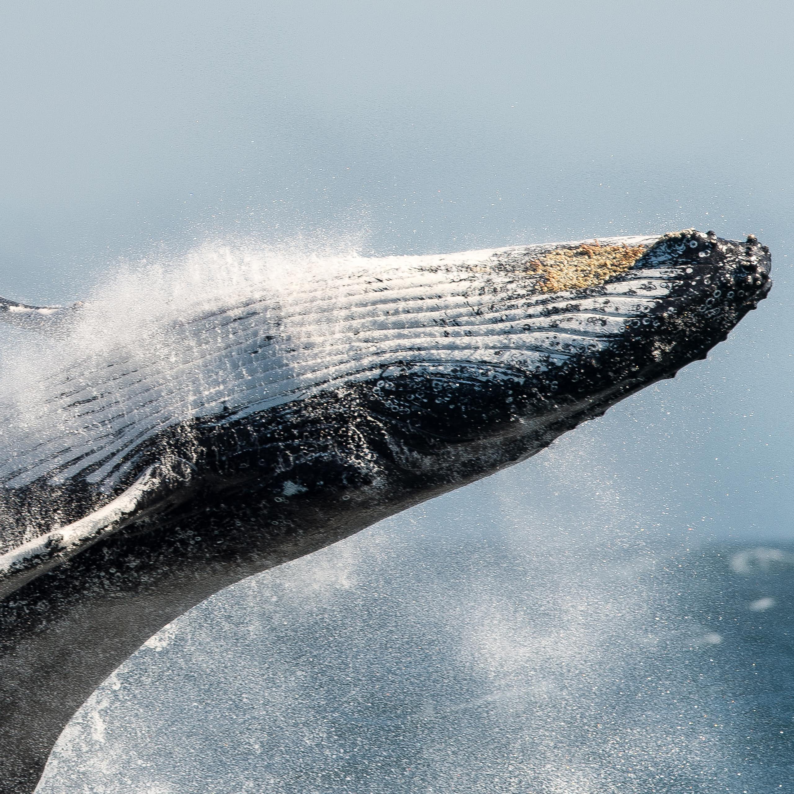 A humpback whale breaching. 