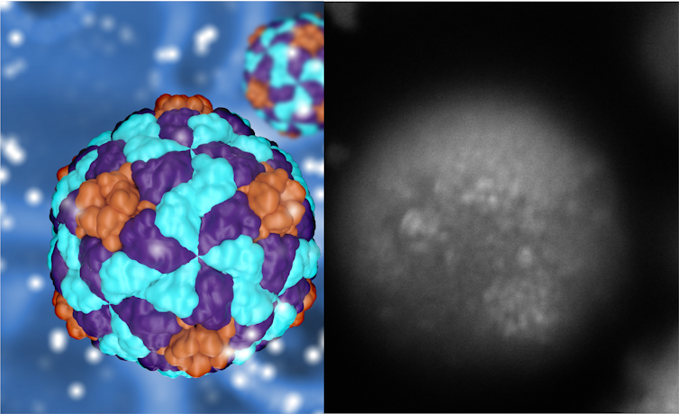 Biosynthesis and nanoparticles to battle precision towards micro organism and illnesses 4 file 20240415 18 rsqes7.png?ixlib=rb 4.1