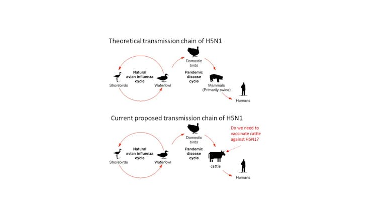 Diagram showing route of infection from birds to mammals to humans
