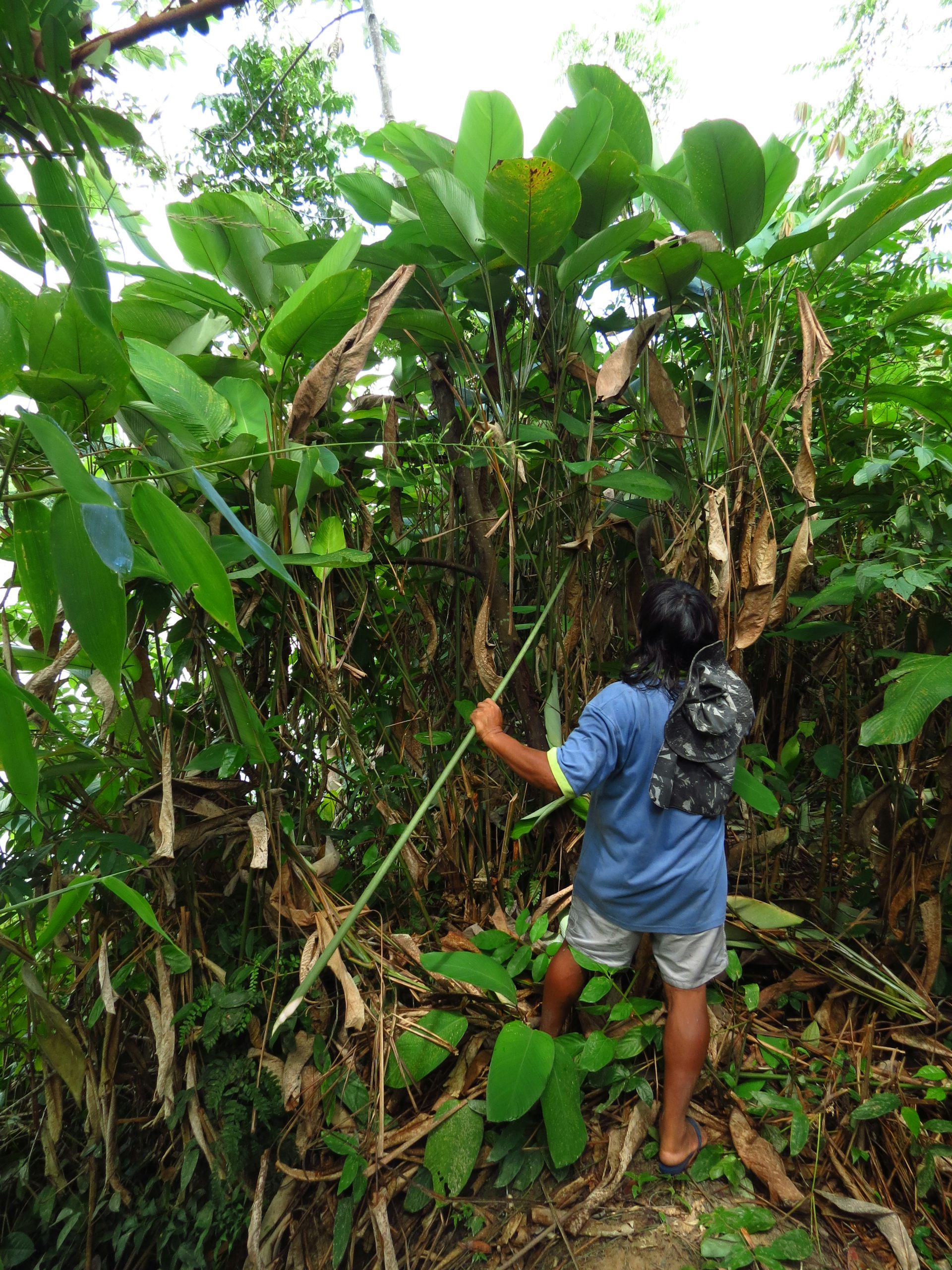 Foto mostra indígena segurando uma haste, cortando um pé de arumã