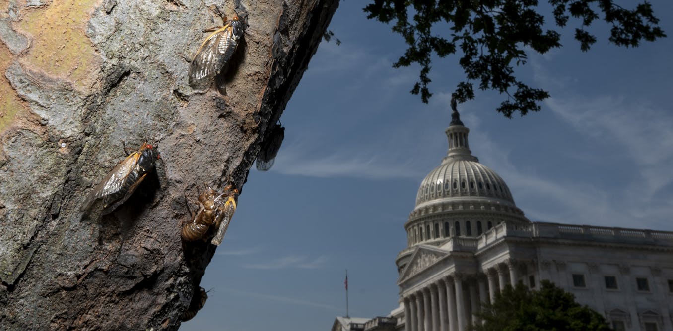 Billions of cicadas are about to emerge from underground in a rare double-brood convergence