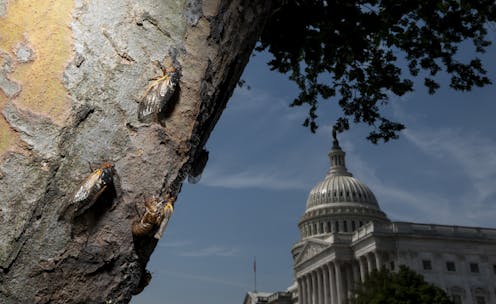 Billions of cicadas are about to emerge from underground in a rare double-brood convergence