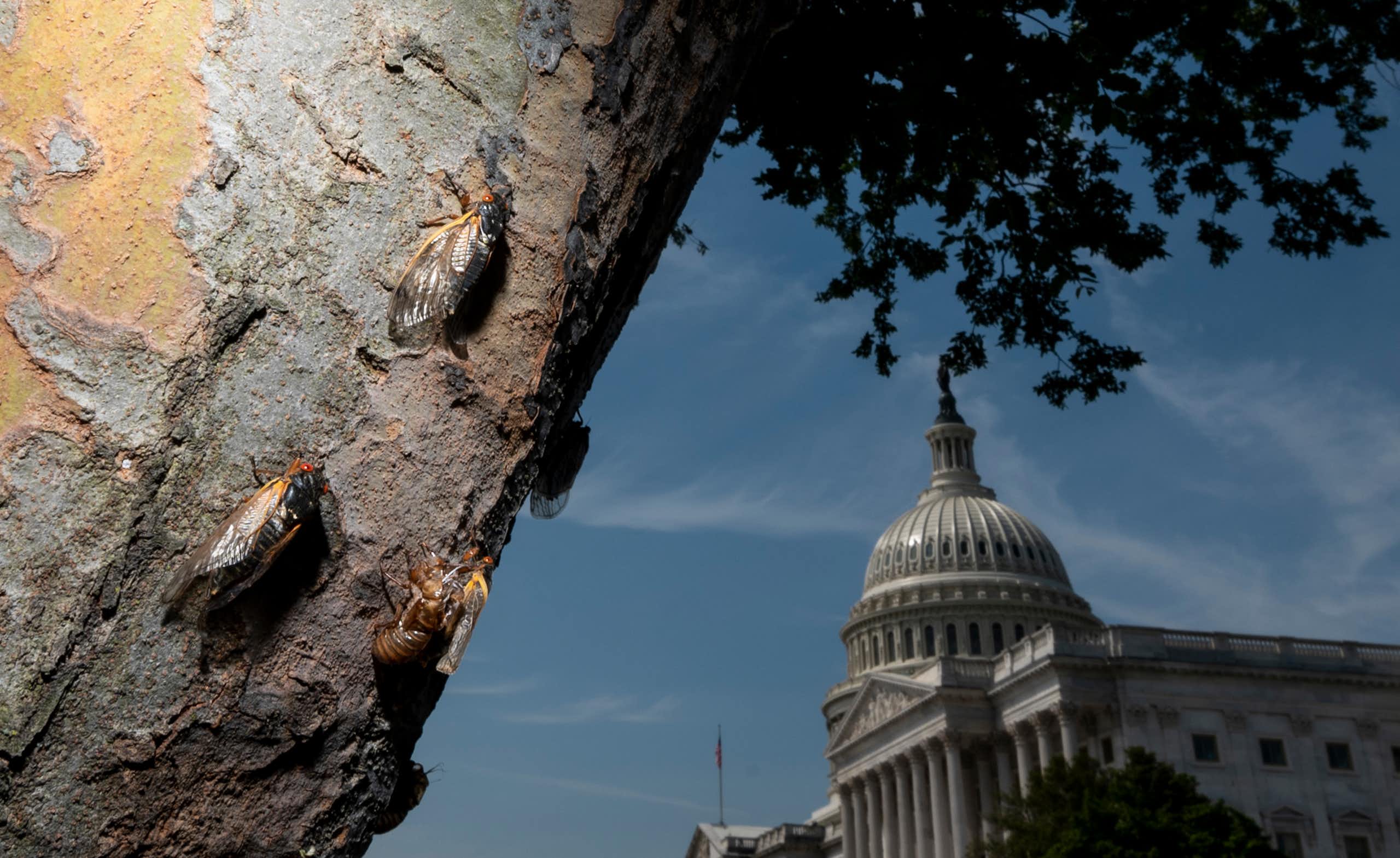Several large insects on a tree trunk with the Capitol dome in the background