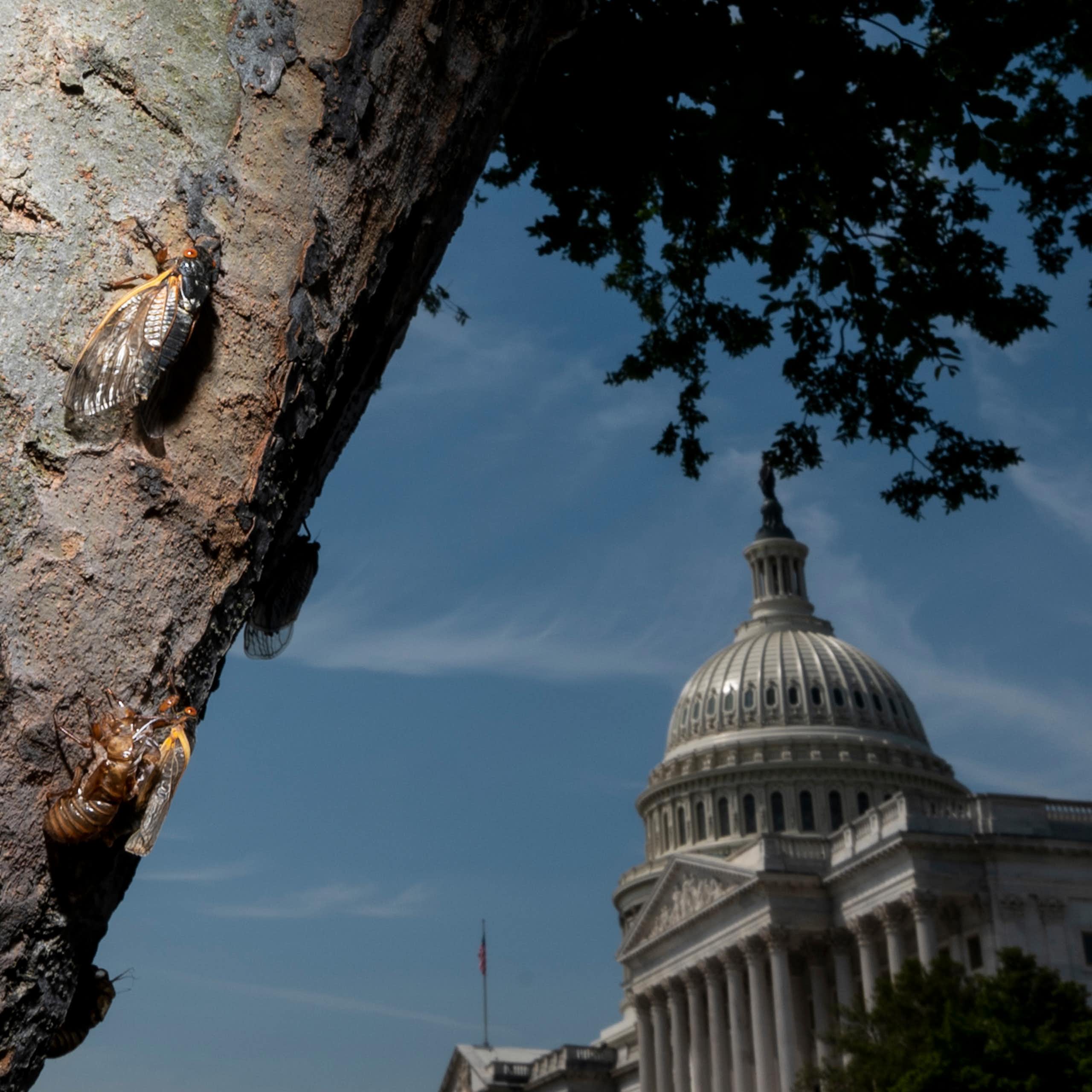 Billions of cicadas are about to emerge from underground in a rare double-brood convergence
