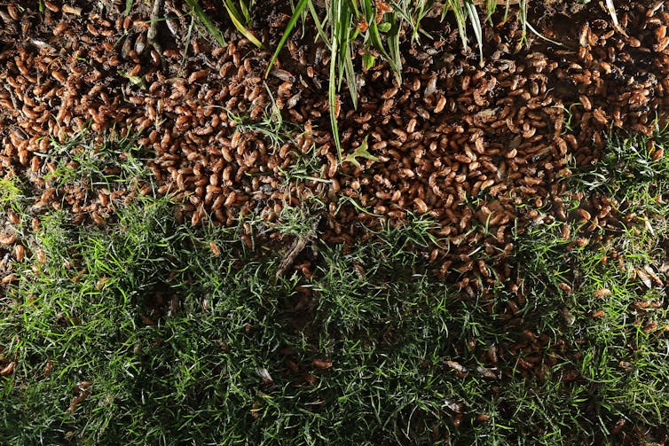 Hundreds of small brown insects heaped around a tree trunk.
