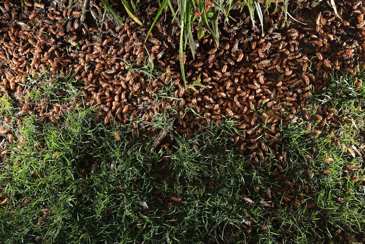 Hundreds of small brown insects heaped around a tree trunk.