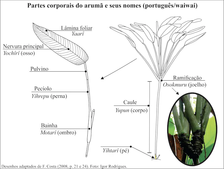 Imagem mostra desenho de uma planta. O caule, folha e outras partes são designadas por seus nomes em Wai Wai, com indicação das partes do corpo humano que representam