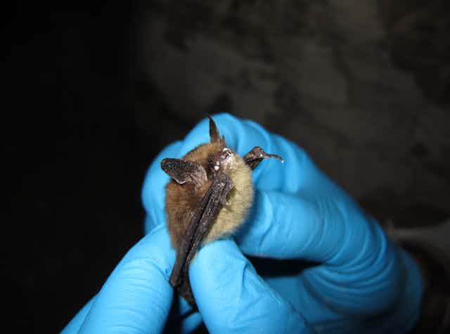 Hands wearing blue latex gloves hold a small bat that has a nose covered in white dusty-looking fungus