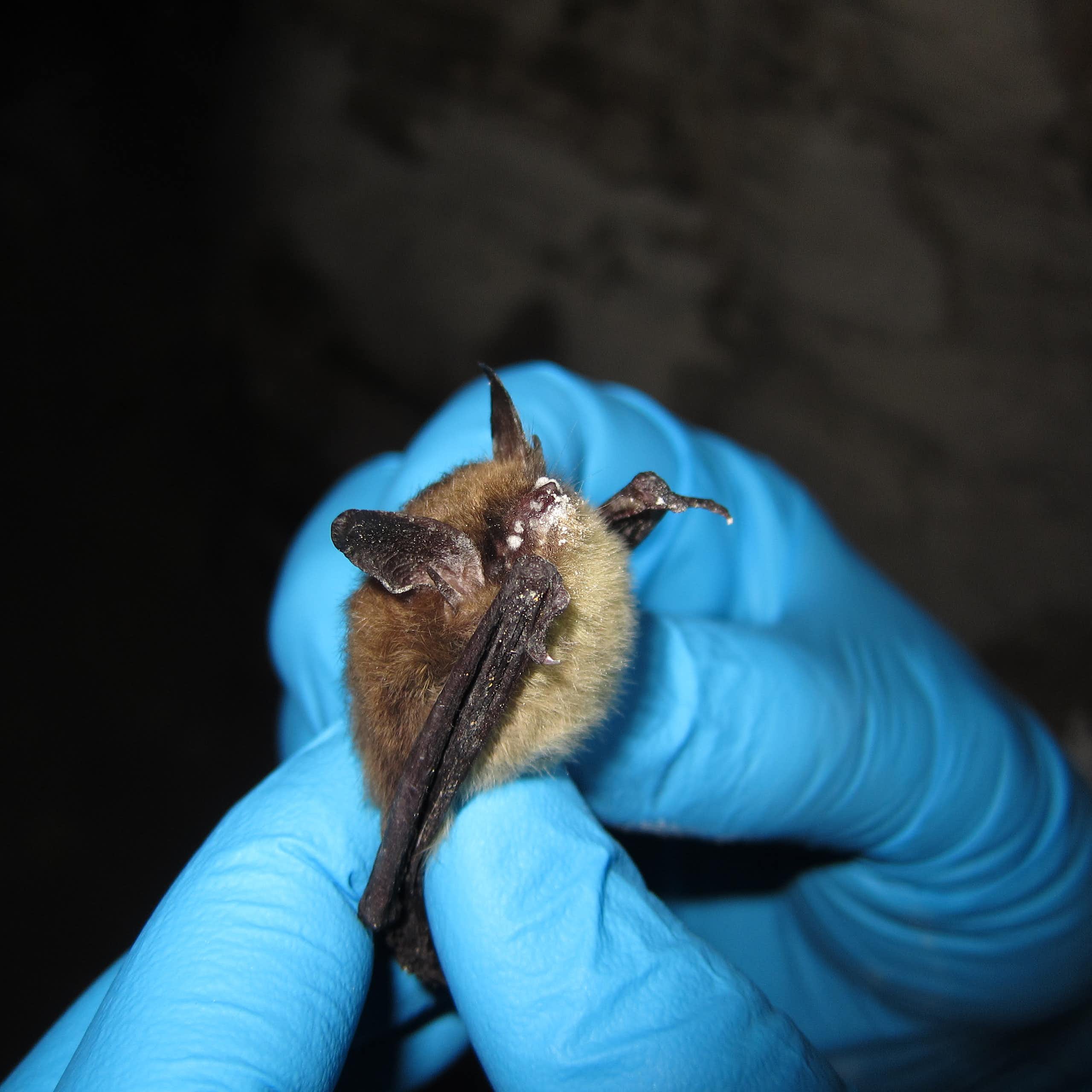 Hands wearing blue latex gloves hold a small bat that has a nose covered in white dusty-looking fungus