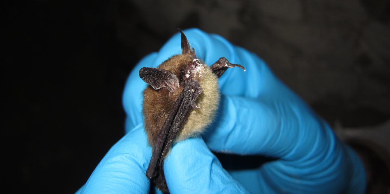 Bats in Colorado face fight against deadly fungus that causes white-nose syndrome