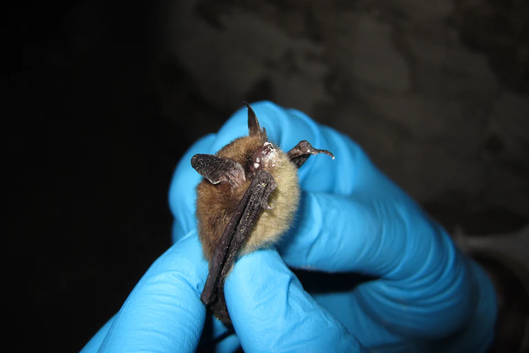 Hands wearing blue latex gloves hold a small bat that has a nose covered in white dusty-looking fungus