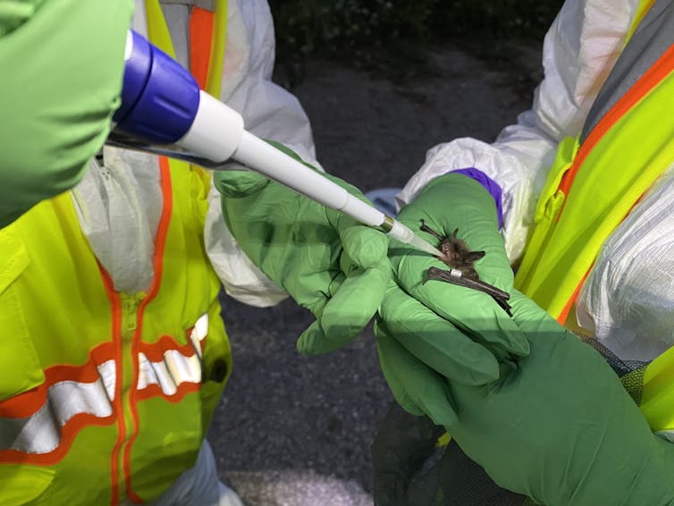 A bat receives a shot from a long brightly colored needle