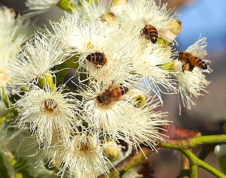 Bees collect pollen from sugar gum blossoms.