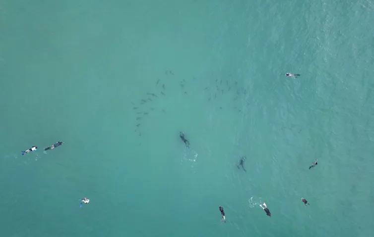 young sharks escaping snorkellers