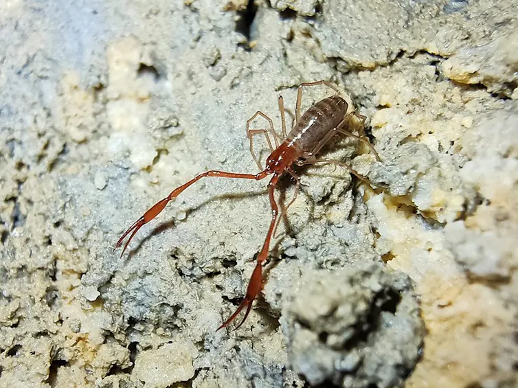 Neobisium vasconicum vasconicum en la cueva de Mendikute (Albiztur, Guipúzcoa, España)