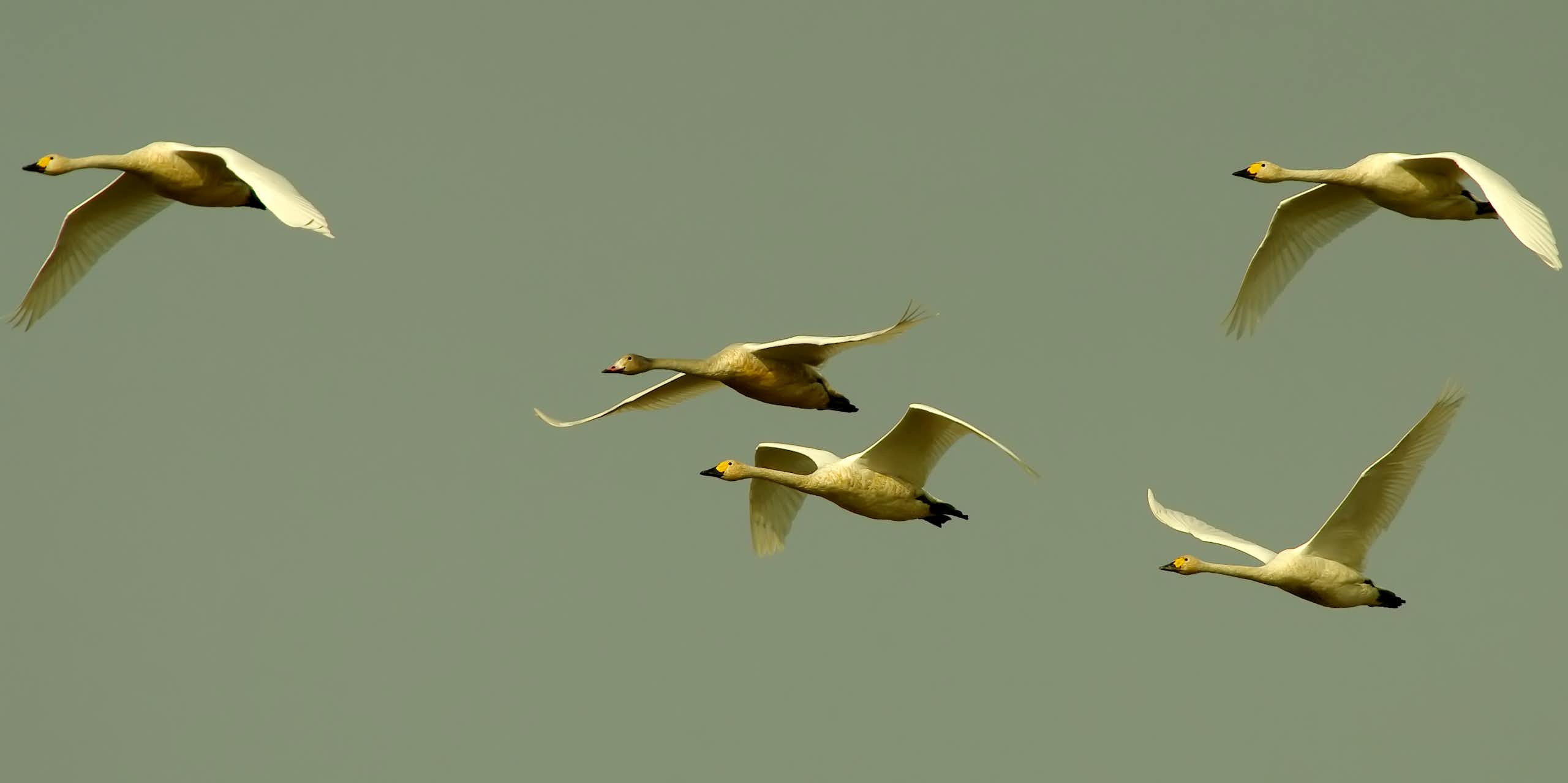 Five swans flying against a grey sky.