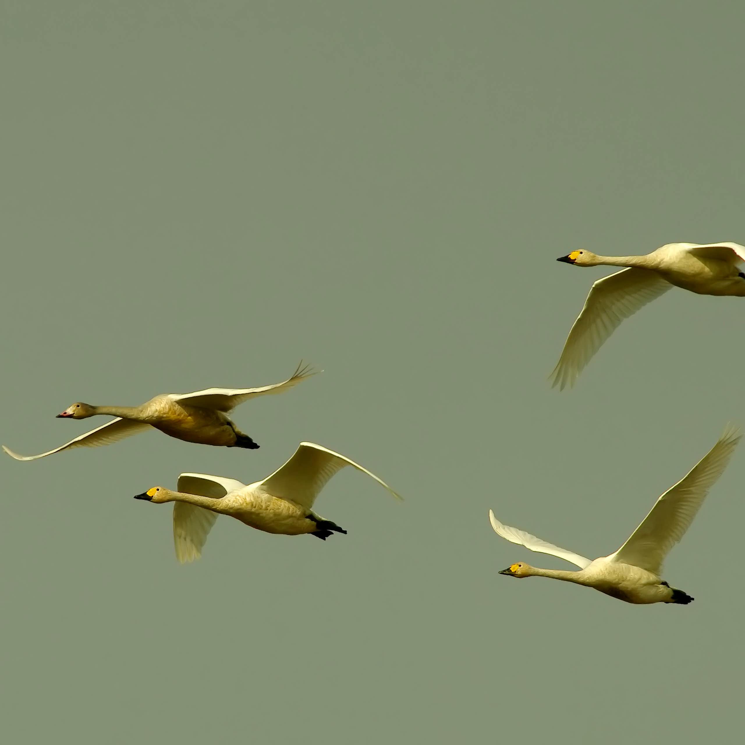 Five swans flying against a grey sky.