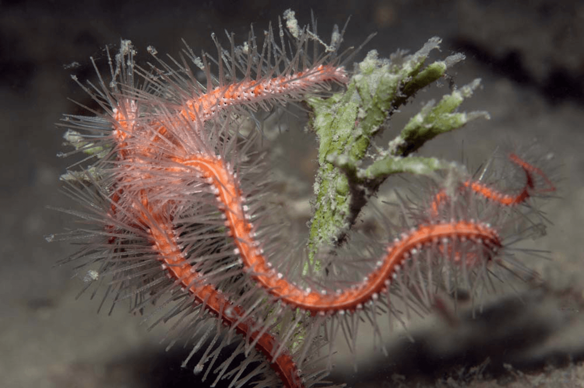 From brittle stars grows a 'tree of life' how genes trace life on Earth