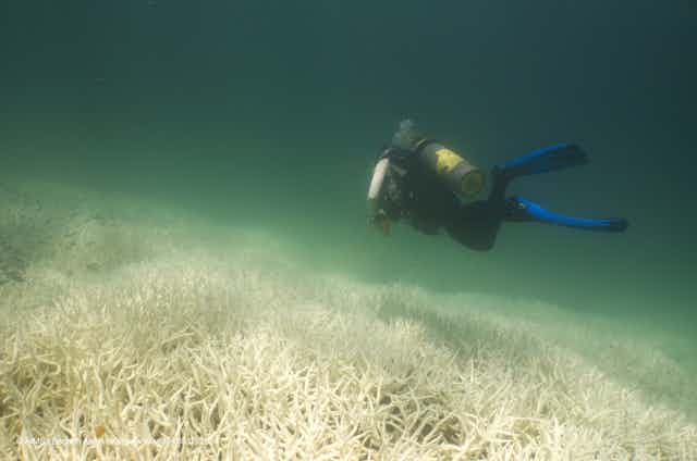 A diver swims over bleached coral