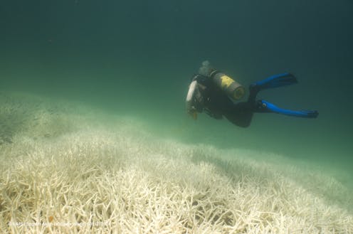 Global coral bleaching caused by global warming demands a global response
