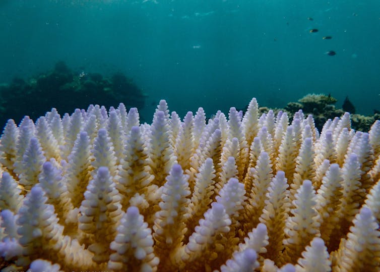 Bleached coral on a reef
