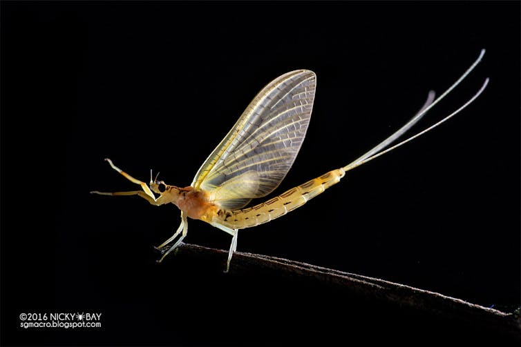 Con chuồn chuồn Ephemeroptera nằm trên cành cây, với đôi cánh dang rộng, trên nền đen