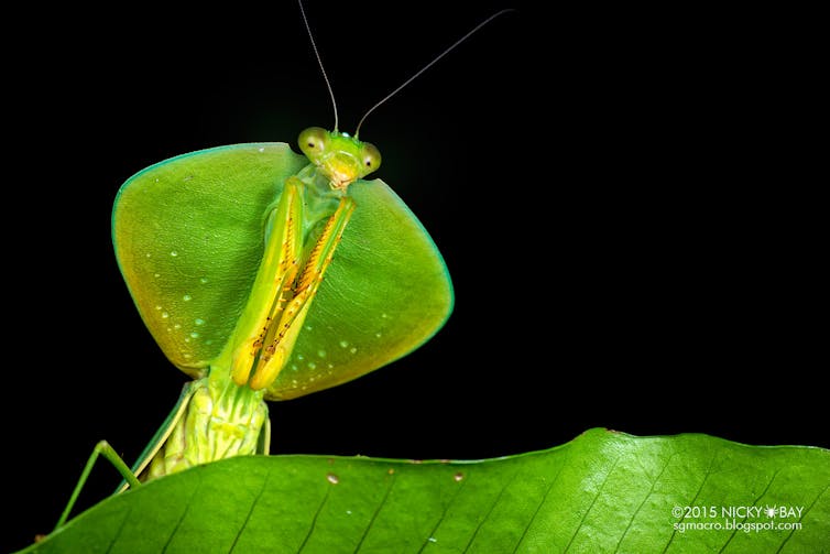 A bright green Hood mantis (_Choeradodis rhombicollis_) against a black background, peering over a leaf