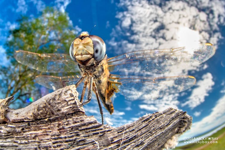 A dragonfly (_Urothemis edwardsii_) resting on a piece of wood, with outstretched wings, against a hot sun and blue cloudy sky