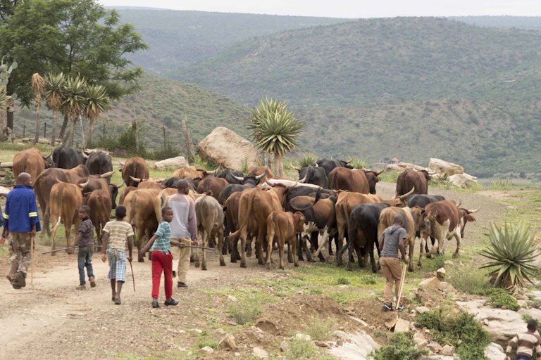 Six people walking on a road behind a herd of cattle through some hills that feature shrubs and grassland