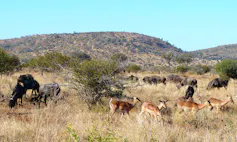 Buck seen grazing on grass out in an open rangeland.
