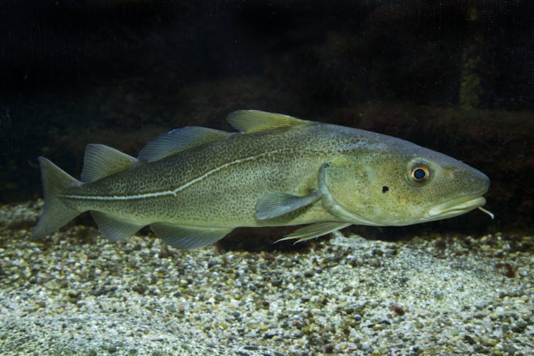Cod fish by sea floor