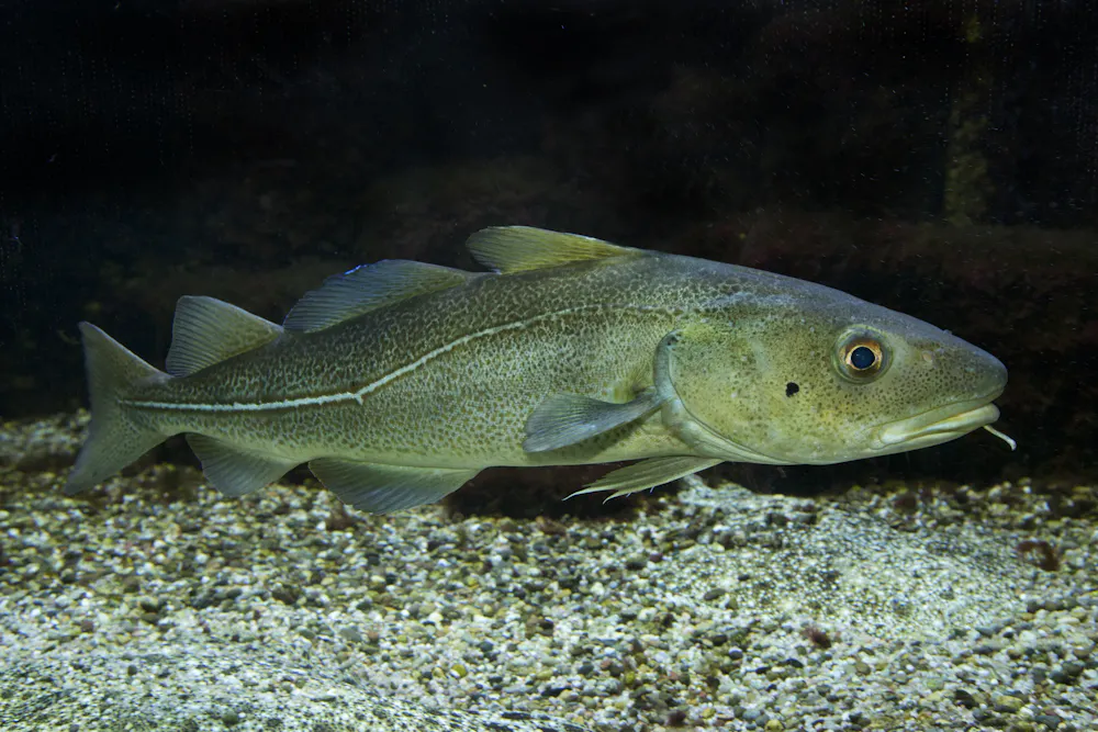 Deep Ocean Cod Climate change is depleting deep sea oxygen, but tides are helping to ...