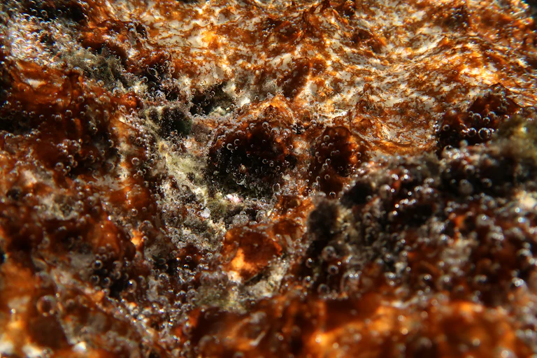 close up of brown orange algae with small bubbles of oxygen