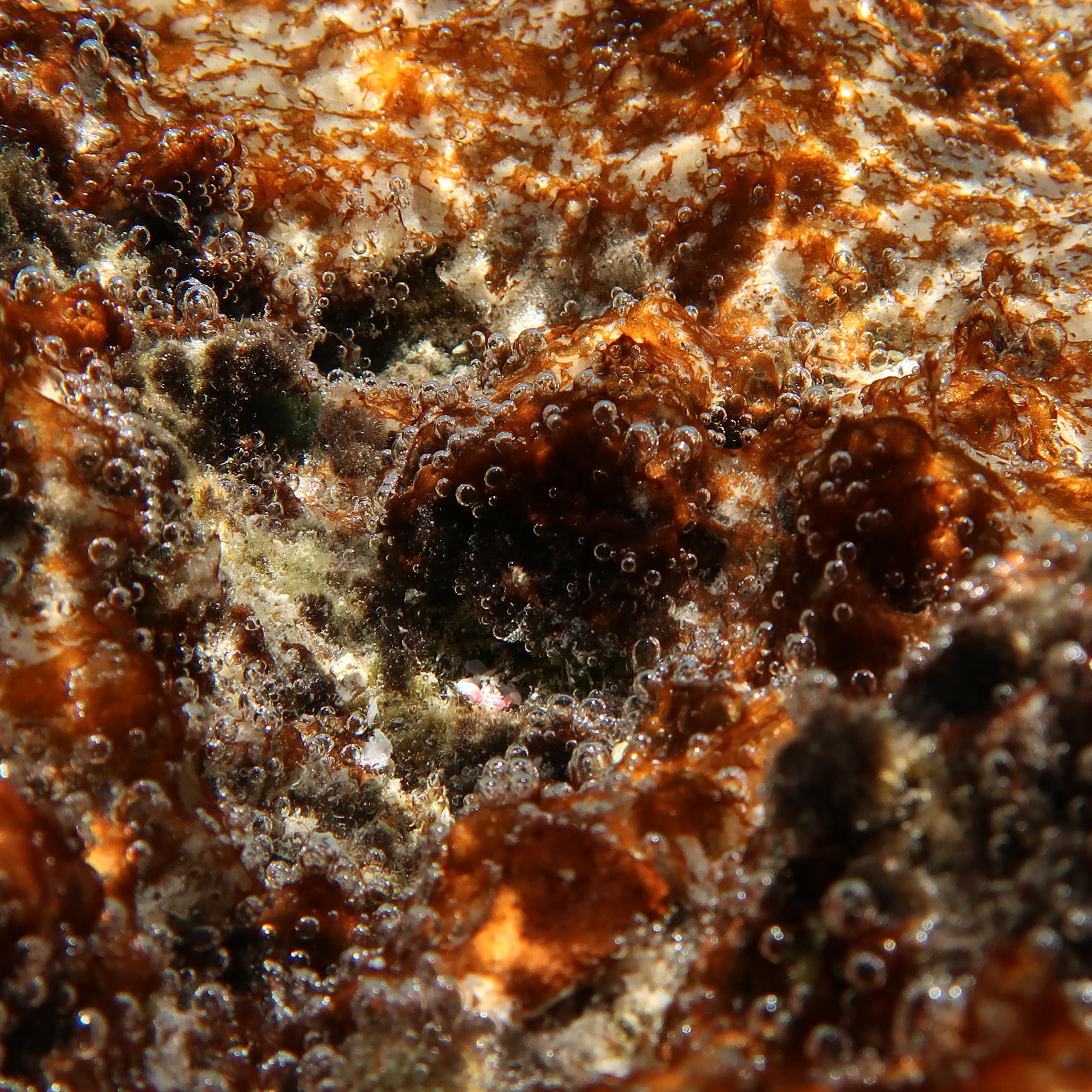 close up of brown orange algae with small bubbles of oxygen