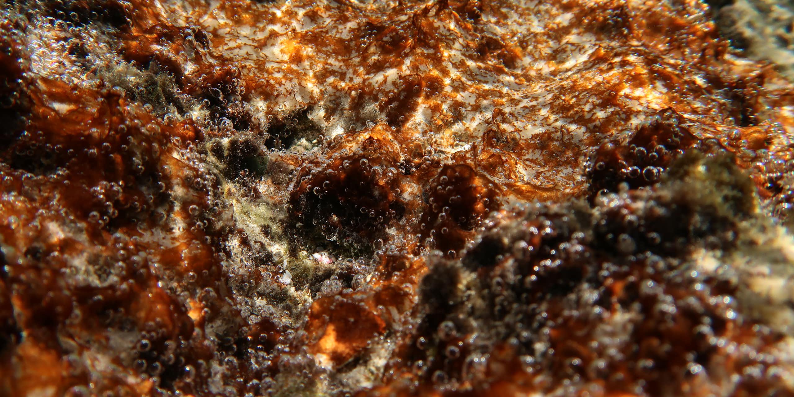 close up of brown orange algae with small bubbles of oxygen