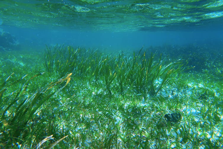 underwater shot of blue sea with green blades of seagrass growing from grey seabed